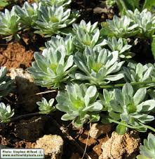 Image result for Vigna pygmaea