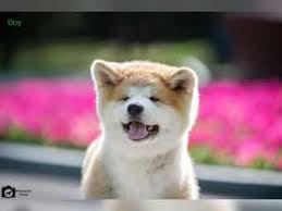 We did not find results for: Akita Inu Kaufen Reinrassig Selbstbewusste Familienhunde