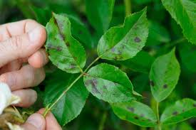 Newer growth and growth lower down doesn't seem to be affected (yet). How To Deal With Rose Black Spot Bbc Gardeners World Magazine