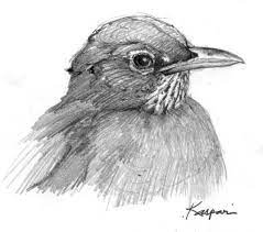Wordpress Com Bird Sketch Bird Drawings Sketches