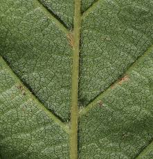 Facebook'ta mail order natives, llc'in daha fazla içeriğini gör. Eastern Hophornbeam Southern Native Trees