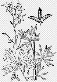 Dwarf Larkspur Drawing Plant Delphinium Exaltatum Plant Transparent Background Png Clipart Hiclipart Png transparency creator tool what is a png transparency creator? hiclipart