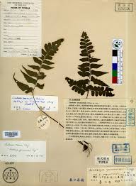 Image result for Lindsaeaceae