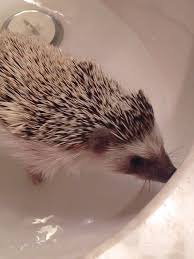 Take it to a vet if it does not suckle at feeding time and is breathing rapidly. Hedgehog Mani Pedis 7 Steps With Pictures Instructables