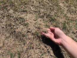 This should be in the spring or fall when there is adequate moisture in the. Do I Have Too Much Thatch The Lawn Forum