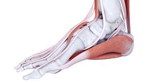 Your hamstring tendons run behind your knee and meet your patellar tendon. Inside Foot Pain Symptoms Causes Treatment Rehabilitation