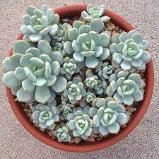 X graptoveria 'a grim one' is an attractive succulent plant that produces clusters of tight rosettes up to 5 inches (12.5 cm) in diameter. Graptoveria A Grim One Suculentas Plantas