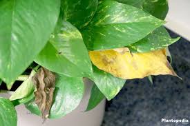 Heart leaf philodendron is one of the vining, climbing types of philodendron and is ideally used as a hanging plant or table plant. Philodendron Houseplant Types How To Grow Care And Plant Plantopedia