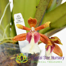 Image result for Bulbophyllum unifoliatum