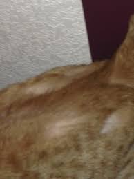 Indeed, an allergy regardless of the cause (food or fleas) can result to a partial or complete loss of hair on your cat's legs. Hair Loss In Cats Poc