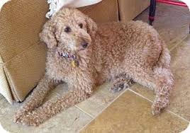 Australian cobber dog, cobber dog, labradoodles, australian labradoodles, poodle mix, labrador mix, puppies, labradoodle puppies, mulit generation labradoodles, heber springs, arkansas 72543 florida, bernedoodle, miniature puppies, low shed dog, hypoalergenic dog, north carolina. Boca Raton Fl Labradoodle Meet Fl Yoda A Pet For Adoption
