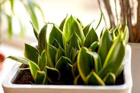 The following list gives the cold tolerance of the most commonly cultivated agave species and cultivars. Sansevieria Care The Complete Guide Infographic