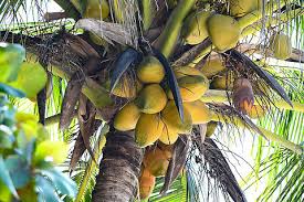 Image result for Cocos nucifera