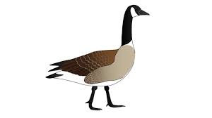 Flat illustration of domestic goose vector icon for web design. Canada Goose Bird Cartoon