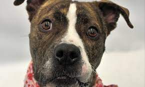 If a shelter reaches out for help, we do our best to find placement for the boxer in need. Want To Adopt A Pet Here Are 5 Delightful Doggies To Adopt Now In Detroit