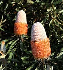 Banksia Plant Care Information And Tips For Growing Banksias