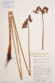 Image result for Schoenoplectus sp.no.1