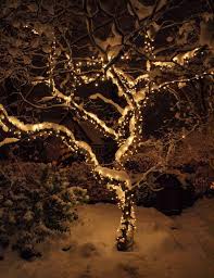 Christmas Light Ideas Christmas Ideas Light Christmas Lights Outdoor Trees Outdoor Christmas Tree Outdoor Christmas