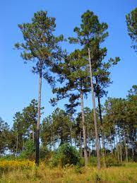 Trees native to south carolina. Pinus Taeda Wikipedia