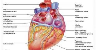 We did not find results for: Heart Anatomy Posterior Anatomy Drawing Diagram