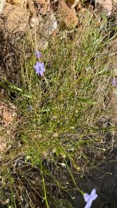 Image result for Wahlenbergia