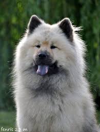 Elevage Les Legendes De Retz Eleveur De Chiens Eurasier Dresser Un Chien Chien Beaux Chiens