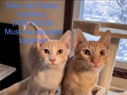 I am actively curious and patrol my environment before i retreat to a space for better observation. Adopt A Pet From Syracuse Area Shelters New Dogs Cats Added This Week Syracuse Ny Patch