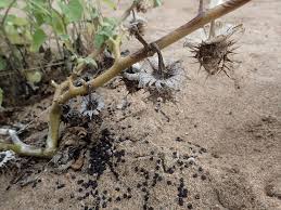 Image result for Leucas sexdentata