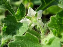 Image result for Tabernanthe elliptica