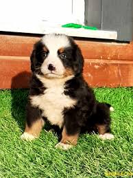 Satilik Bernese Mountain Dog Yavrulari 243744 Bikopek Com