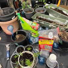 Image result for Kalanchoe hametiorum