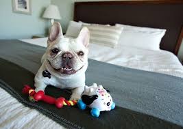 And luckily, we live in a city with amazing hikes, waterfall wonderlands and weekend getaways that allow us to bring our furry friends. Seal Beach California The Pacific Inn Inn Amenities