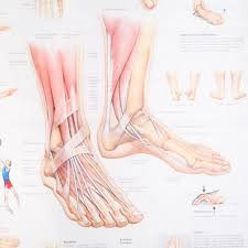 Anatomy Of Foot And Ankle Poster Anatomical Chart Human Body