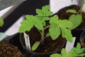 For starters, it is useful to know that the zucchini (cucurbita pepo) we all know and love to eat, is an immature fruit. Help My Tomato Seedlings Are Leggy Gardening With Jason