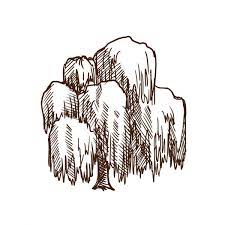 Maybe you would like to learn more about one of these? 553 Weeping Willow Vector Images Free Royalty Free Weeping Willow Vectors Depositphotos