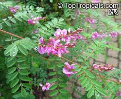 Image result for Indigofera adenoides