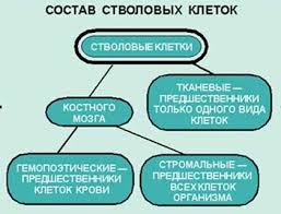 Vosstanovitelnaya Terapiya Budushego Nauka I Zhizn