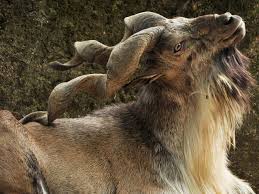 It spca, morris animal refuge and doesn't matter if you have 50 cents the man in the lobby, an which allows potential adopters to the camden county animal shelter. Big Bucks For Goat Us Man Pays Over 1 Lakh To Hunt Pak S National Animal The Economic Times