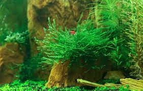 However, a few issues addressed below that need to keep in mind when growing the aquarium's moss. Christmas Moss Vs Java Moss Which One To Choose Fish Tank Master