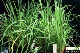 Image result for Paspalum scrobiculatum