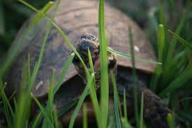 Poignée facile d'utilisation, table basse relevable, position table basse ou table de repas, plateau extensible. Meilleures Nourritures Tortues 2021 Guide D Achat Et Comparatif