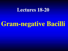 They are opportunistic pathogens that take advantage of underlying conditions and diseases. Ppt Gram Negative Bacilli Powerpoint Presentation Free Download Id 6026082
