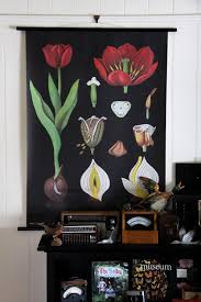 Tulip Botanical Chart Www Empiricalstyle Com Botanical