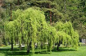 Image result for Salix babylonica