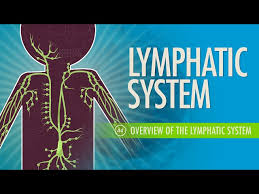 Image result for Lymphatic Anatomy
