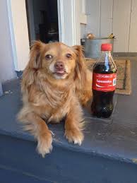 If a chiweenie inherits the long fur of their long haired chihuahua or longhaired or wirehaired dachshund parent(s), then they may need to be professionally groomed every so often. Derpy Samantha My Long Haired Chiweenie Chiweenie Dog Love Dogs