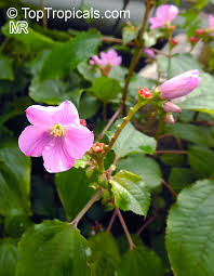 Image result for Calvoa orientalis