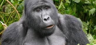 We are looking foward to receive your inquiry! Uganda Reisen Uganda Gorilla Trekking Afrika Tours