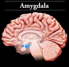 Brain Basics 3d Model Of Brain Injury Brainline Org Brain Anatomy Neuroscience Brain Injury