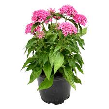 Image result for Pentas herbacea